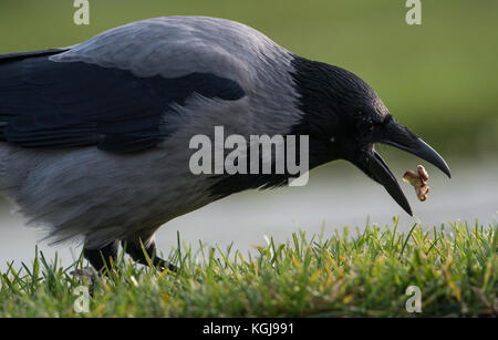 Berlin, Deutschland. November 2017. Eine Kapuzenkrähe, die vor dem Bundeskanzleramt in Berlin einen Nussbaum schnappt, 08. November 2017. Quelle: Silas Stein/dpa/Alamy Live News Stockfoto