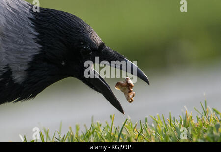 Berlin, Deutschland. November 2017. Eine Kapuzenkrähe, die vor dem Bundeskanzleramt in Berlin einen Nussbaum schnappt, 08. November 2017. Quelle: Silas Stein/dpa/Alamy Live News Stockfoto