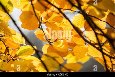 Berlin, Deutschland. November 2017. Bunte Blätter hängen an Ästen in der Nähe der Spree in Berlin, 08. November 2017. Quelle: Silas Stein/dpa/Alamy Live News Stockfoto