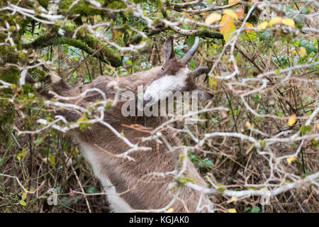 Loch ARD, Loch Lomond und der Trossachs National Park, Großbritannien. 8th. November 2017. Das Wetter in Großbritannien - eine wilde Ziege - lebt wild in Loch Lomond und dem Trossachs National Park, Schottland - muchiert an einem kalten und nebligen Herbsttag an Blättern in einer Hecke am Straßenrand Quelle: Kay Roxby/Alamy Live News Stockfoto