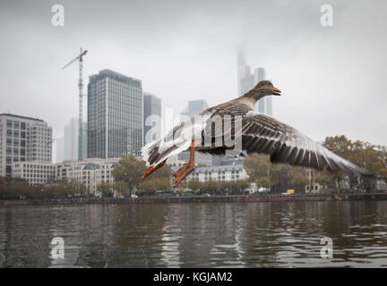 Frankfurt am Main, Deutschland. November 2017. Eine graue Gans, die über den Main vor der grauen Skyline in Frankfurt am Main abhebt, 08. November 2017. Frank Rumpenhorst/dpa/Alamy Live News Stockfoto