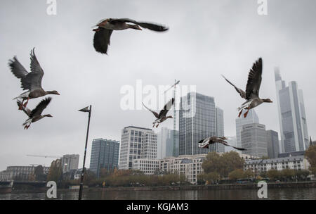 Frankfurt am Main, Deutschland. November 2017. Graugänse starten über den Main vor der grauen Skyline in Frankfurt am Main, Deutschland, 08. November 2017. Frank Rumpenhorst/dpa/Alamy Live News Stockfoto