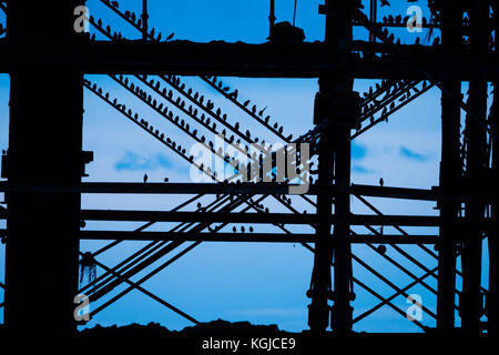 Aberystwyth Wales UK, Mittwoch, 08. November 2017 UK Wetter: Einige der Zehntausenden von Starnen, die in der Abenddämmerung auf den gusseisernen Beinen des viktorianischen Gebäudes ruhen Foto © Keith Morris / Alamy Live News Stockfoto