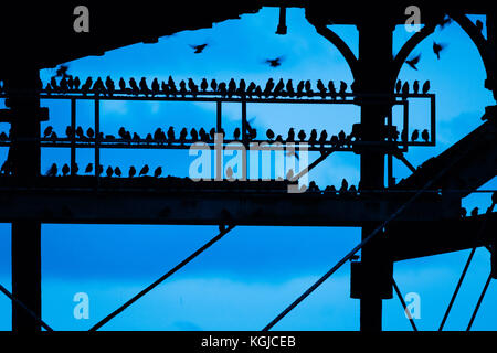 Aberystwyth Wales UK, Mittwoch, 08. November 2017 UK Wetter: Einige der Zehntausenden von Starnen, die in der Abenddämmerung auf den gusseisernen Beinen des viktorianischen Gebäudes ruhen Foto © Keith Morris / Alamy Live News Stockfoto