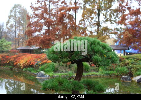 Bonn, Deutschland. 08 Nov, 2017. COP 23 UN-Klimakonferenz in Bonn, Deutschland. Japanische Park im Herbst und eine ruhige Gegend für den Klimawandel Aktivist und die Teilnehmer zwischen den Konferenzen und Aktionen zu ruhen. Der Park befindet sich in günstiger Lage zwischen Bonn und Bula Zone der COP23-Klimakonferenz der Vereinten Nationen in Bonn, Deutschland, 8 Nov, 2017 Credit: Hdh/Alamy Leben Nachrichten entfernt Stockfoto