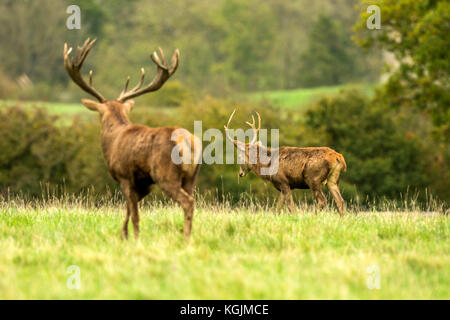 Herbst rot Hirschbrunft. Bildsequenz, die Szenen um männlichen Hirsch und Frau Hind ist mit Jungen in Ruhe und kämpfte während der jährlichen Herbst Furche. Stockfoto