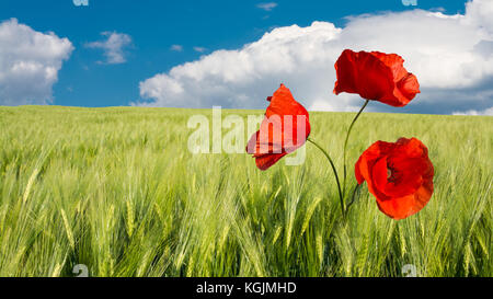 Corn Poppy im grünen Bereich. tolle Landschaft mit roter Mohn in grüner Mais Feld unter blauen bewölkten Himmel. hd-Verhältnis, 16 x 9. Stockfoto