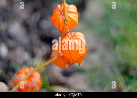 Herbst Golden Garden Stockfoto