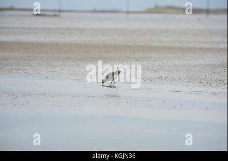 Brachvögel (Numenius arquata) Fütterung auf Gezeiten Wattenmeer, Lindisfarne, Holy Island, Großbritannien Stockfoto