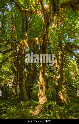 Bigleaf Maples bewachsen mit Moos, Maple Grove in Hall of Moses Trail, Hoh Rain Forest, Olympic National Park, Washington State, USA Stockfoto