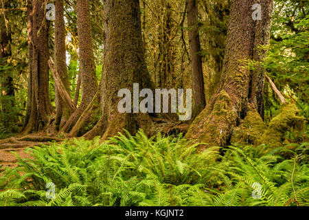 Kolonnade aus Sitka Fichte, westliche Hämperung, die in gerader Linie über die Überreste ihres Krankenschwester-Holzes, des Hoh-Regenwaldes, des Olympic Nat Park, Washington, USA wächst Stockfoto