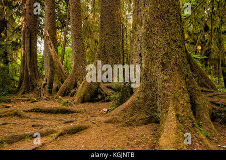 Kolonnade aus Sitka Fichte, westliche Hämperung, die in gerader Linie über die Überreste ihres Krankenschwester-Holzes, des Hoh-Regenwaldes, des Olympic Nat Park, Washington, USA wächst Stockfoto