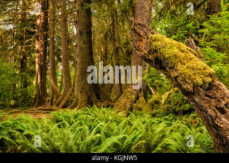 Kolonnade aus Sitka Fichte, westliche Hämperung, die in gerader Linie über die Überreste ihres Krankenschwester-Holzes, des Hoh-Regenwaldes, des Olympic Nat Park, Washington, USA wächst Stockfoto