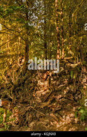 Bäume wachsen Umgefallen anmelden, Wurzeln ausgesetzt, Spruce Nature Trail, Hoh Regenwald, Olympic National Park, Washington, USA Stockfoto