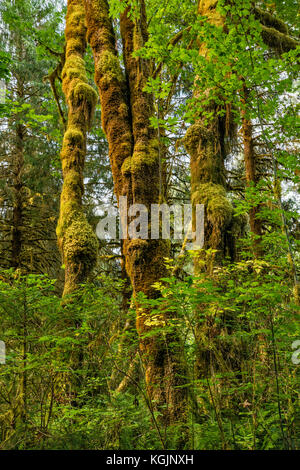 Großblatt-Ahorn, schillert auf mit Moos bedeckten Stämmen, Fichte Nature Trail, Hoh Rain Forest, Olympic National Park, Washington, USA Stockfoto