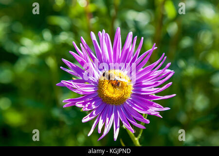 Bienen lagern Honigtau aus rosa Chrysantheme Blume im Garten. Biene auf Blume sammelt Nektar. Honigbiene auf purpurpurner Aster Stockfoto