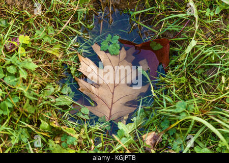 Braunes Blatt in Pfützen, ein gelbes Blatt in der Pfütze. Herbstkonzept Stockfoto