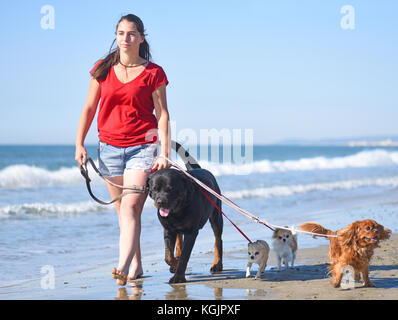 Frau und Hunde am Strand Stockfoto