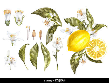 Ein Zweig der Aquarell Lemon Tree mit Blättern, gelbe Zitronen und Blumen. Hand gezeichnet Aquarell Elemente für Ihr Design. isoliert auf Weiss. Stockfoto