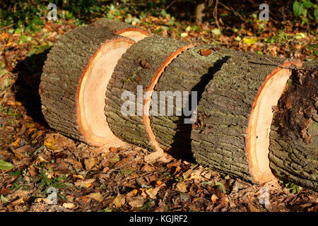 Holz- Stücke eines aus gesägten Baum Stockfoto