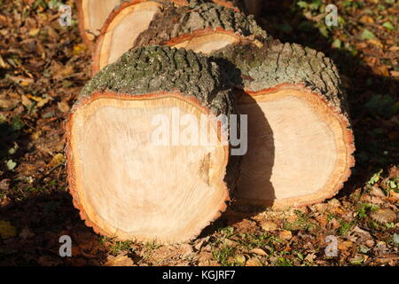 Holz- Stücke eines aus gesägten Baum Stockfoto