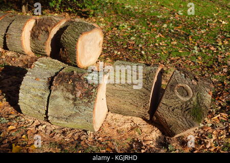 Holz- Stücke eines aus gesägten Baum Stockfoto