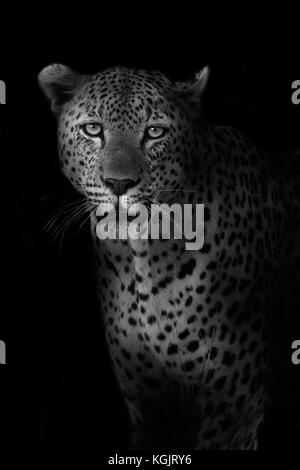 Low-Key-Bild eines großen männlichen Leoparden, der bei Sonnenuntergang im Krüger National Park gesichtet wurde. Stockfoto