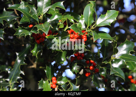 Surrey England Holly und Beeren im Garten Stockfoto