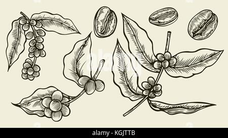 Kaffee Zweig. Anlage mit Kaffee Blätter Hand gezeichnet Vintage botanischen Sammlungen von Kaffee, Vector Illustration. Auf beige isoliert Stock Vektor