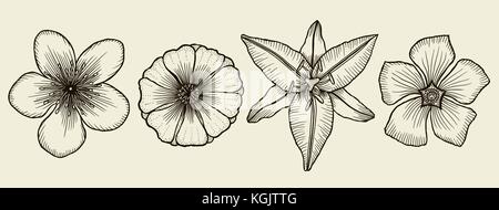 Skizze von wilden Blumen, Hand gezeichnet auf einem beigen Hintergrund isoliert. Stock Vektor