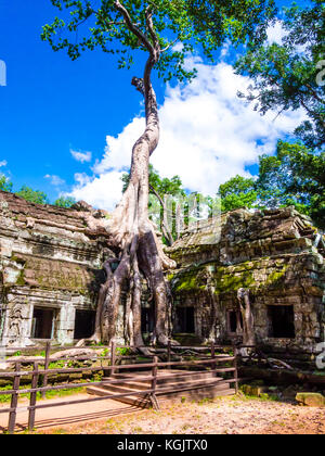 Wurzeln einer Seide - Cotton Tree, die entlang der alten Ruinen von Ta Phrom Tempel Angkor, Siem Reap, Kambodscha Provinz Stockfoto