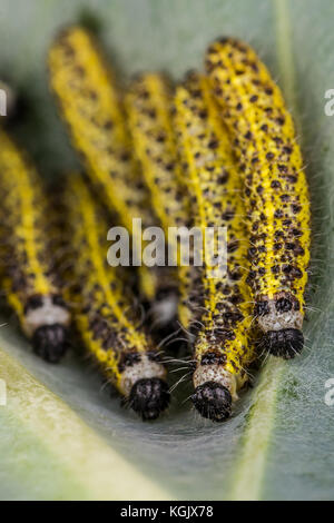 Vertikale Foto von mehreren caterpilars mit Details der Einzelnen. Der Fehler wurde Schwarz und Gelb lange Karosserie. Insekt hat wenige Haare am Körper. caterpilar Stockfoto