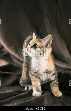 Vertikale Foto von kleinen Kätzchen mit Gestromten Fell. Baby Katze hat eine weiße Brust und Pfoten mit ein paar rote Flecken. Tier steht auf dem Braunen zerknitterten braunen Decke Stockfoto