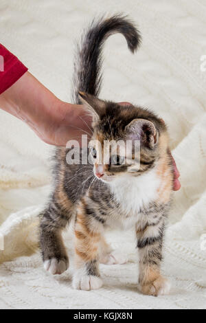 Vertikale Foto von kleinen Kätzchen mit Gestromten Fell. Baby Katze hat eine weiße Brust und Pfoten mit ein paar rote Flecken. Der Hand reibt das Tier auf Tier steht o zurück. Stockfoto