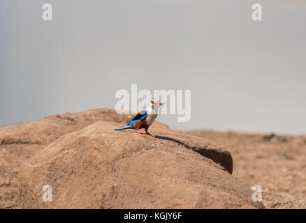 Ein Graukopfkönigsvogel (Halcyon leucocephala) mit einem Beuteobjekt, Weißbarbfalke-Motte (Leucostrophos alterhirundo), wartet auf seinen Partner Stockfoto