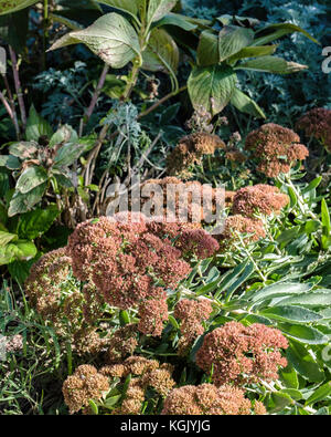 Sedum telephium, in einem Garten wachsen und nach einem Einfrieren im Oktober. Oklahoma, USA. Stockfoto