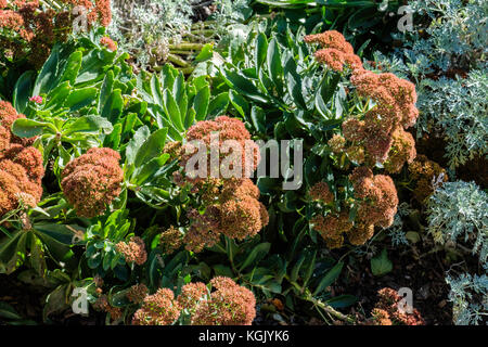 Sedum telephium, in einem Garten wachsen und nach einem Einfrieren im Oktober. Oklahoma, USA. Stockfoto