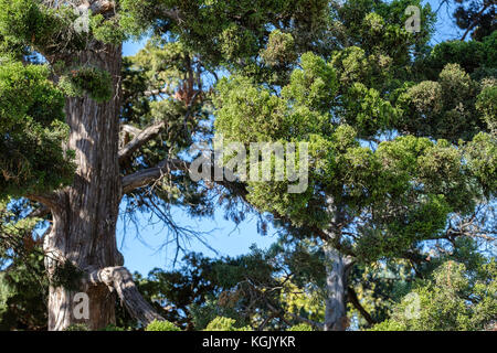 Ein Eastern redcedar oder Red Cedar mit Kegeln oder Beeren, in Oklahoma City, Oklahoma, USA wächst. Stockfoto