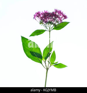 Einen Stiel mit Pentas Integrifolia, die gedrückt wurde. Mit Hintergrundbeleuchtung. Oklahoma, USA. Stockfoto