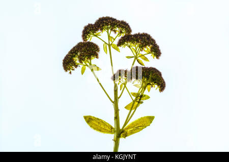 Gedrückt Sedum telephium nach einem Herbst einfrieren und mit Hintergrundbeleuchtung, durchsichtige Blätter. Oklahoma, USA. Stockfoto