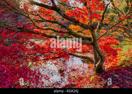 Japanischer Ahorn, VanDusen Botanical Garden, Vancouver, British Columbia, Kanada. Stockfoto