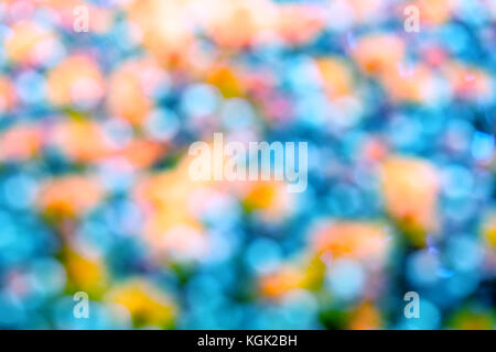 Aus natürlichen Blumen bokeh Hintergrund. Verschwommen Blume Hintergrund. Blühende Blumen im Garten Stockfoto