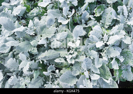 Senecio cineraria 'Cirrus', immergrüner Unterstrauch mit silbrig-grau gelappten Blättern Stockfoto