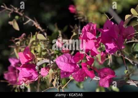 Bunte Bougainville. Stockfoto