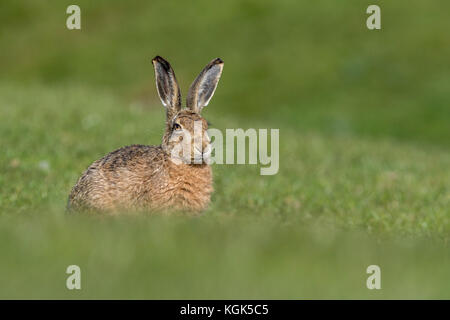 Brauner Hase; Lepus europaeus Lancashire; Großbritannien Stockfoto