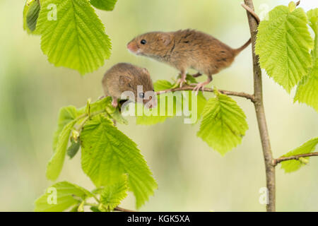 Ernte Maus; Micromys minutus Zwei auf Hazel gefangen; UK Stockfoto