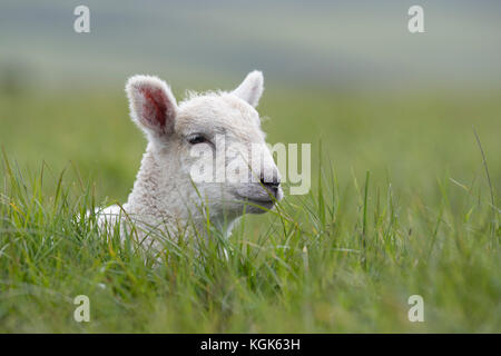 Lamm; Devon; Großbritannien Stockfoto