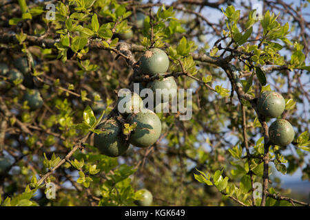 Runde, grüne Früchte auf einem strychnos spinosa oder stacheligen Affe orange, auch als Green Monkey orange tree bekannt Stockfoto