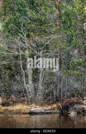 Loch Morlich; Winter Dawn; nahe Aviemore; Schottland; Großbritannien Stockfoto