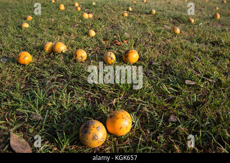 Reife Früchte von einem strychnos spinosa oder stacheligen Affe orange, auch als Green Monkey orange auf dem Boden liegend unter einem Baum bekannt Stockfoto